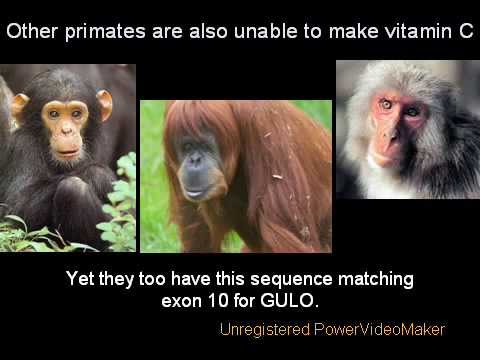 Youtube: Evidence for Evolution, Part II