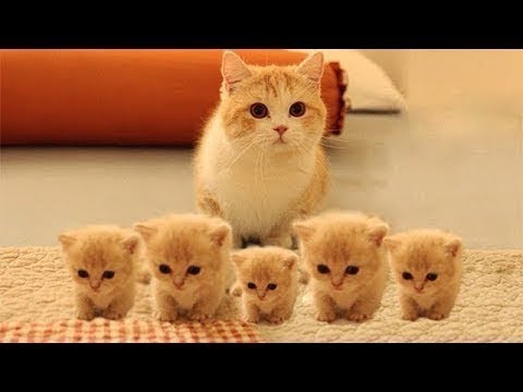 Youtube: So many cute kittens videos compilation 2023