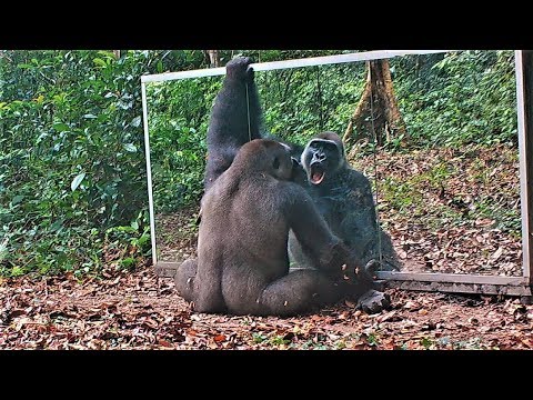 Youtube: In the Gabon jungle a young male gorilla continues his learning in the mirror