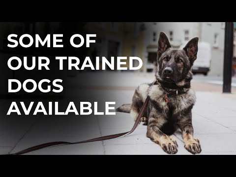 Youtube: Meet or Fully Trained Family Protectors - 7 GSDs and 1 Doberman