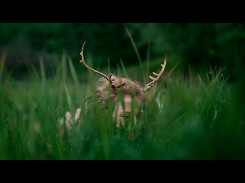 Youtube: Heilung | Anoana [Official Video]