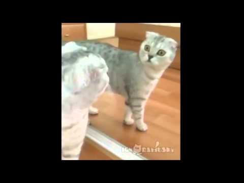 Youtube: Dramatic cat and a mirror