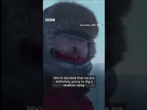 Youtube: 🐧 BBC Wildlife crew intervene to save penguins 🐧 from certain death 💀