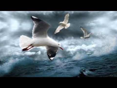 Youtube: Albatross - Fleetwood Mac HD