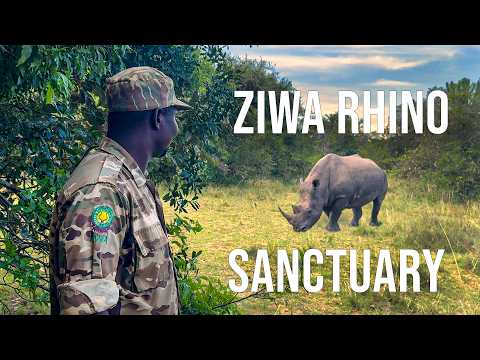 Youtube: Why You Should Do the Walking Safari in Ziwa Rhino Sanctuary in Uganda