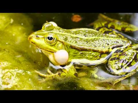 Youtube: Quakender Wasserfrosch, Teichfrosch, Grünfrosch - Rana esculenta Frog