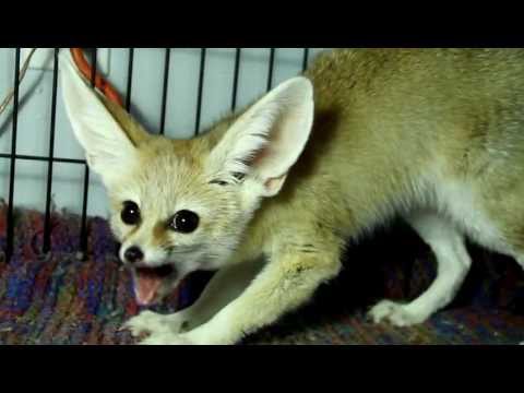 Youtube: Scout The Fennec Fox Yipping while having a Treat