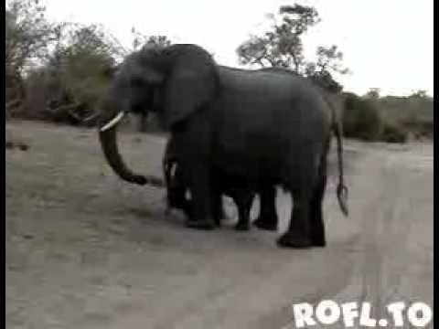 Youtube: Baby Elefant niest