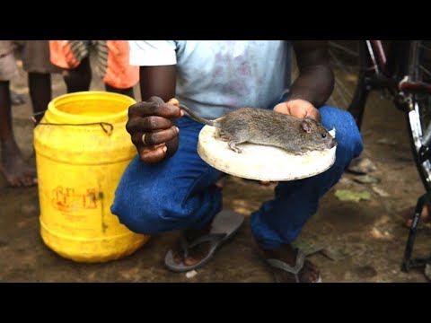 Youtube: Ratten auf dem Teller für Indiens Ärmste