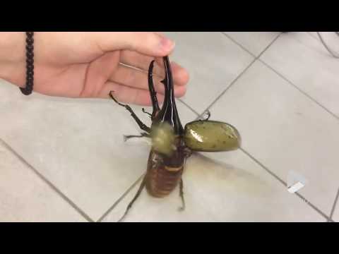 Youtube: Giant beetle sounds like a jackhammer