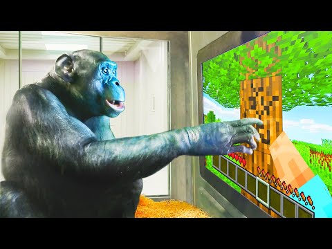 Youtube: I Taught an Ape How to Play Minecraft
