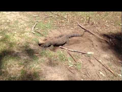 Youtube: australian lizard swallows a rabbit on golf course