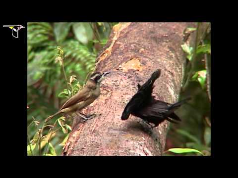 Youtube: Superb Bird-of-Paradise