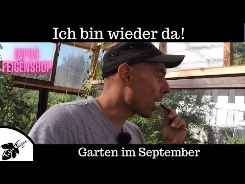 Youtube: Ich bin wieder da | Gartenrundgang im September | Feigen, Chilis, Tomaten und vieles mehr.......