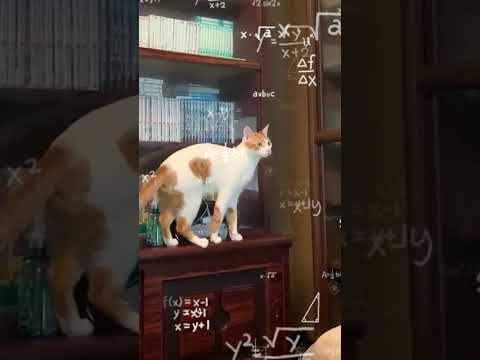 Youtube: this cat is so smart it's scary 😨