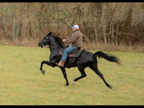 Youtube: Shady Black Standardbred Race horse, being rehabilitated for another  equine displinice