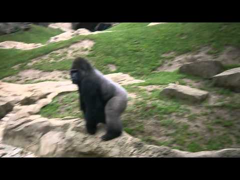 Youtube: Gorilla throwing Poop