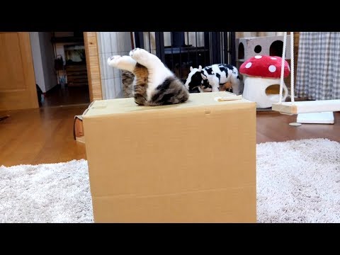 Youtube: 入れたけど出られないねこ。-Maru could get into it, but couldn't get out.-