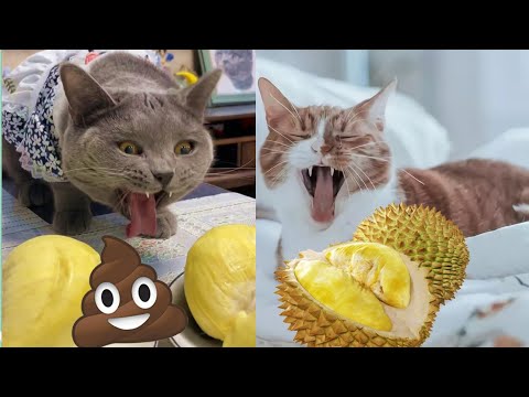 Youtube: Funny Cats Reaction To Smelling Durian #2-Cute and Funny Cat Videos Compilation