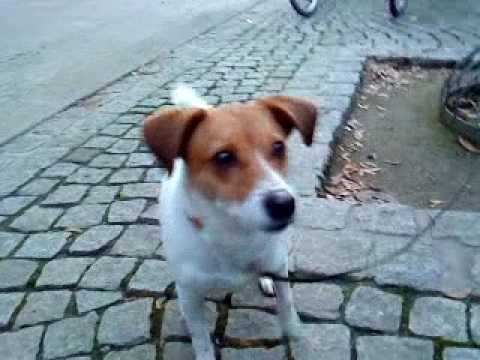 Youtube: doofer Hund :P