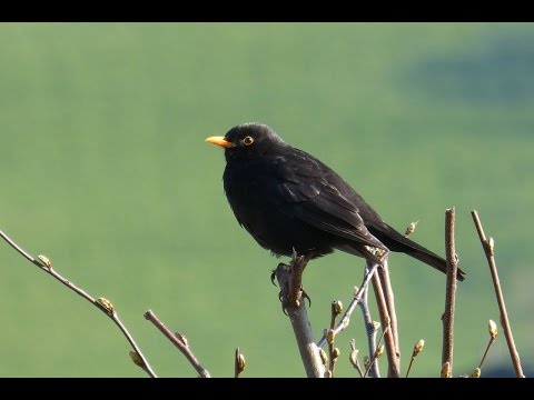 Youtube: Sounds of Nature Blackbird 1 Hour of the Blackbird's Song