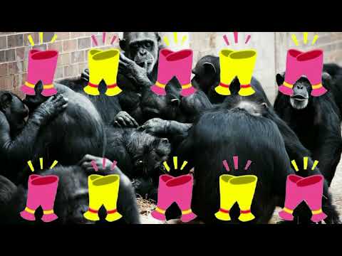 Youtube: Labor 14 - Monkeys on the warpath