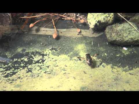 Youtube: Ruderwanze / water boatman (Corixia sp)