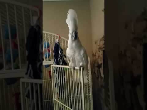Youtube: Cockatoo dancing to Welcome to the Jungle by Guns N' Roses