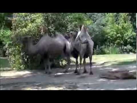 Youtube: Ene Besuch em Zoo