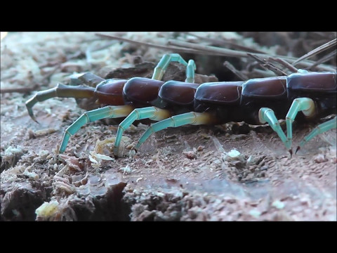 Youtube: Giant Centipede New Zealand.    #largecentipede. #nativecentipede