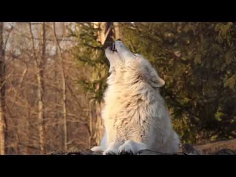 Youtube: Fifty Wolves Howl at Sunset
