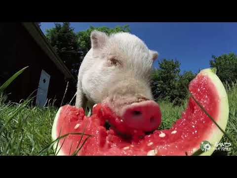 Youtube: Schwein Eddie und die Melone 🐷❤🍉