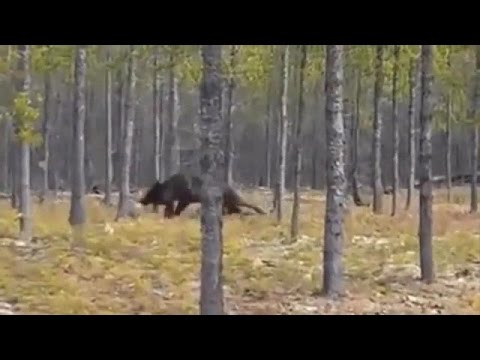 Youtube: Huge Wolf Attacks Dog