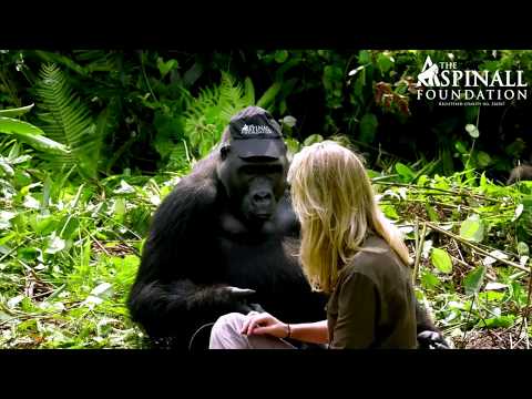 Youtube: Heart-warming moment WILD GORILLAS accept Damian Aspinall's wife Victoria - OFFICIAL VIDEO