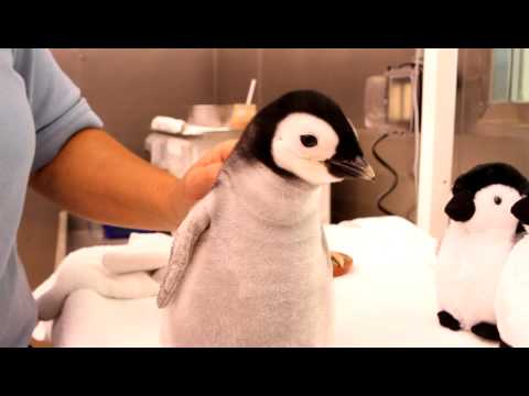 Youtube: A month-old, 2-pound emperor penguin gets feeding.