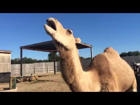 Youtube: Camel Sounds - ऊँट की आवाज़ - जम्हाई लेना - Funny Yawning Camel