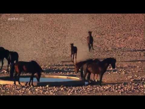 Youtube: NATUR-DOKU: Afrikas  Wilder Westen  -  Die Namib (HD)