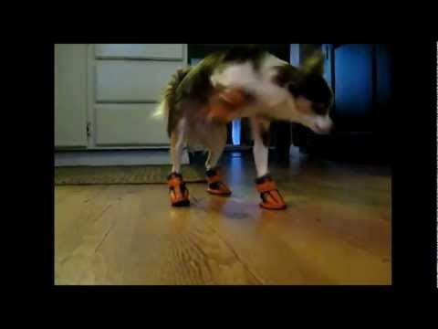 Youtube: Dogs in Boots Compilation