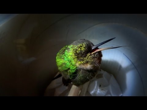 Youtube: Snoring hummingbird - Super Cute Animals - BBC