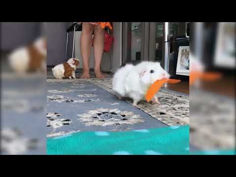 Youtube: guinea pig with carrots