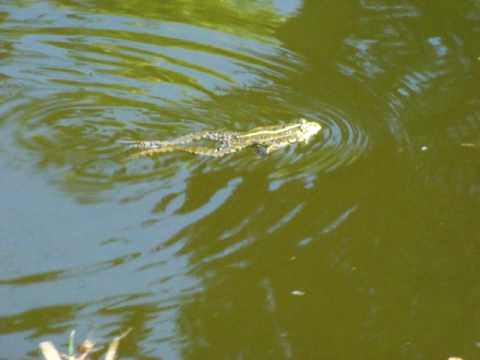 Youtube: Frosch im Teich - Frog swimming in a pool