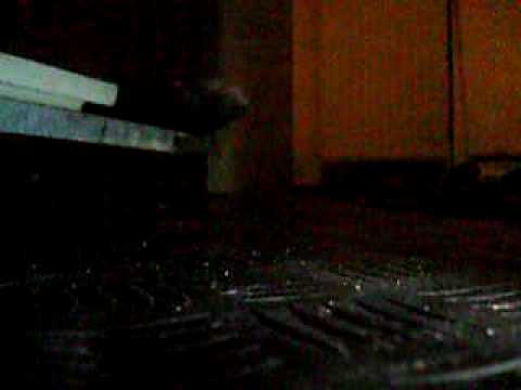 Youtube: Ratte bricht aus!!! haustier flüchtet aus käfig