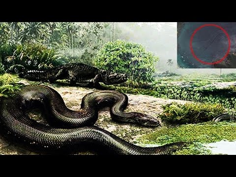 Youtube: Top 10 BIGGEST Animal Mysteries EVER