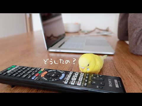 Youtube: リモコンに話しかけるセキセイインコ talking budgerigar