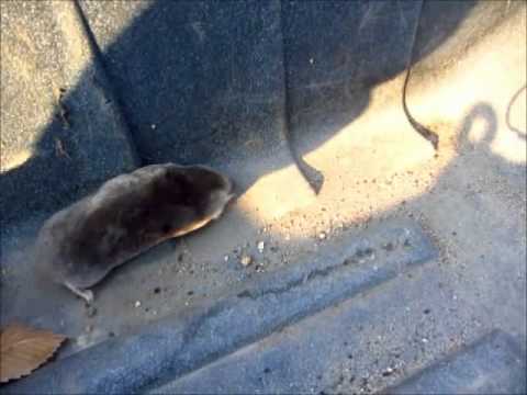 Youtube: Watch A Live Mole Dig His Way To Freedom