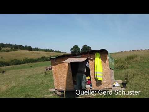 Youtube: Herdenschutzhunde