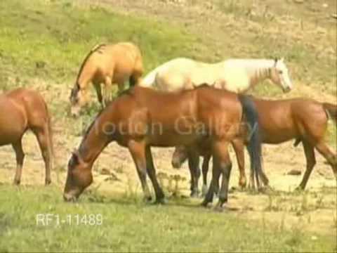 Youtube: Horses - Wild horses