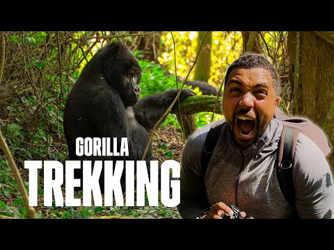 Youtube: Gorilla Trekking: Our Journey into Uganda's Bwindi Impenetrable Forest