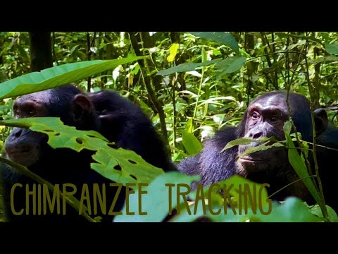 Youtube: Chimpanzee Tracking at Kibale National Park | Uganda