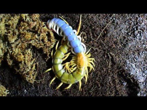 Youtube: Crazy Molting of Giant Centipede! (HD)